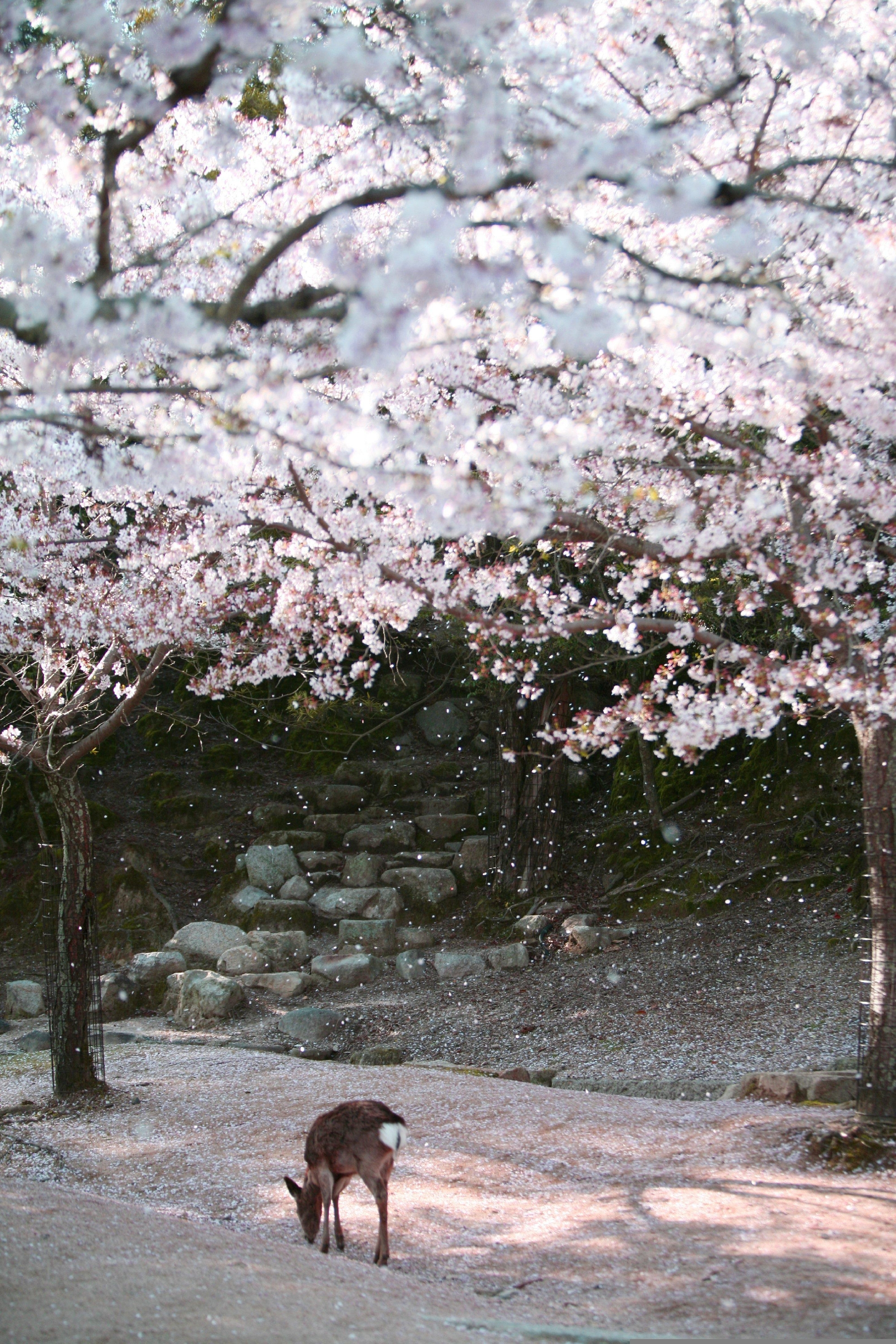 日本の皆様へ お願いです。 